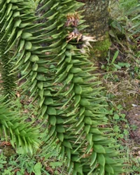 Chilean pine