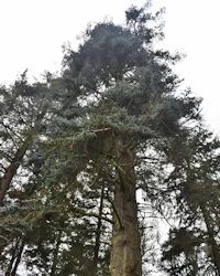 Noble fir