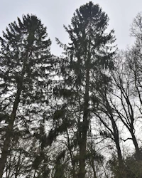Norway spruce