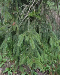 Norway spruce