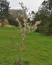 Japanese flowering cherry