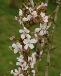 Japanese flowering cherry