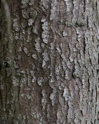 Serbian spruce