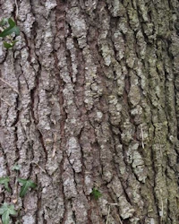 Silver fir