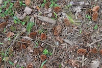 Sitka spruce cones