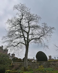 Turkey oak