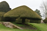 Yew topiary