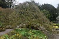 Acer palmatum