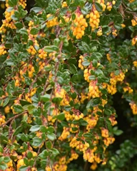 Berberis darwinii