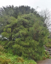 Chamaecyparis pisifera