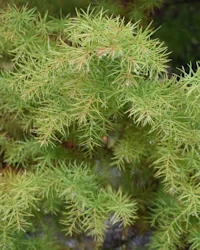Cryptomeria japonica