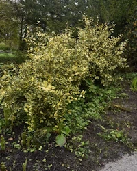Eleagnus pungens maculata