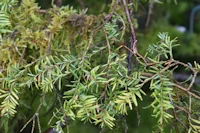 Juniperus communis