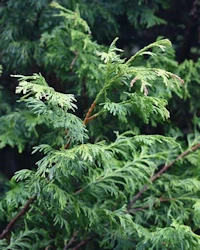 Western red cedar
