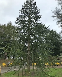 Araucaria araucana