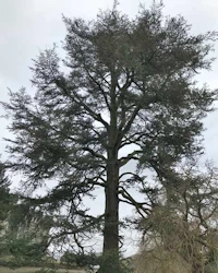 Atlas cedar