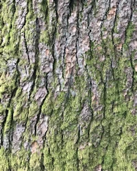 Cedrus atlantica