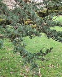Cedrus atlantica