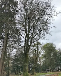 Fagus sylvatica cristata