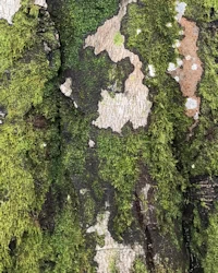 Fagus sylvatica cristata