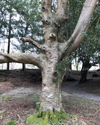 Ilex aquifolium