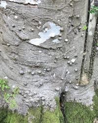 Ilex aquifolium
