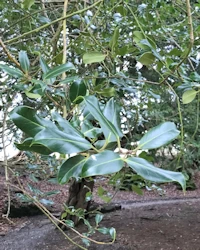 Ilex aquifolium