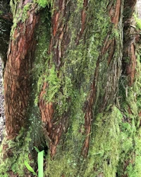 Metasequoia glyptostroboides