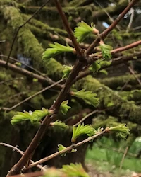 Metasequoia glyptostroboides