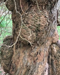 Morus nigra