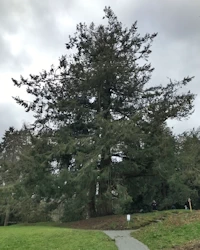 Pseudotsuga menziesii
