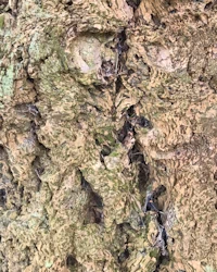 Pseudotsuga menziesii
