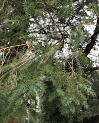 Pseudotsuga menziesii