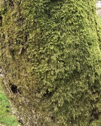 Variegated oak