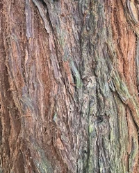 Sequoia sempervirens
