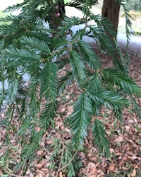 Sequia sempervirens