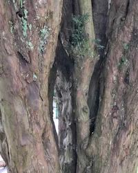 Taxus baccata
