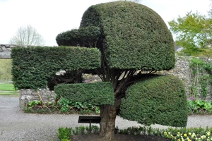 Clipped yew, Levens Hall