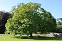 Indian bean tree