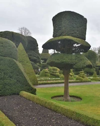 Taxus baccata