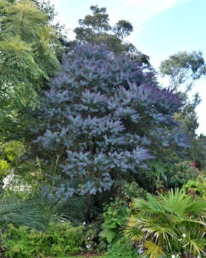 Acacia bayleyana