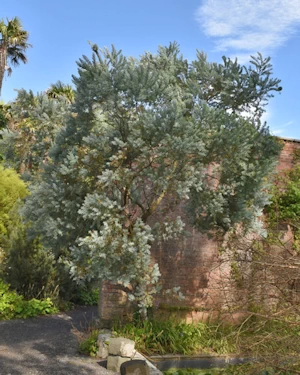Acacia covenyi
