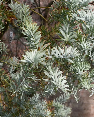 Acacia covenyi