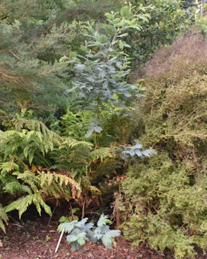 Acacia dealbata