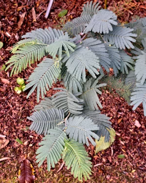 Acacia dealbata