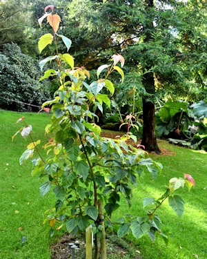 Acer davidii affinis