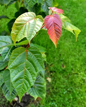 Acer davidii affinis