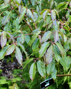 Acer fabri