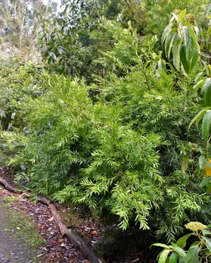 Afrocarpus falcatus