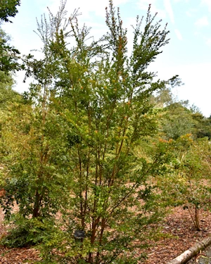 Amomyrtus luma
